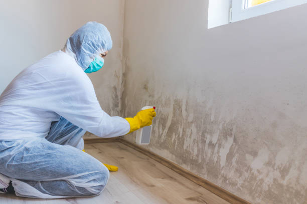 Licensed Basement Mold Remediation service in Somerset, TX - 24 Hour Mold Removal