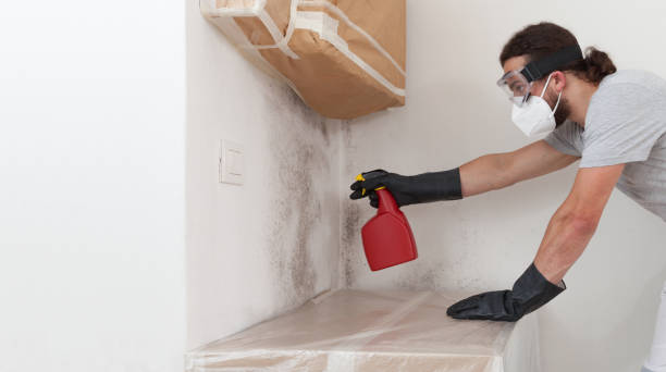 Professional Basement Mold Remediation technician working in Somerset, TX