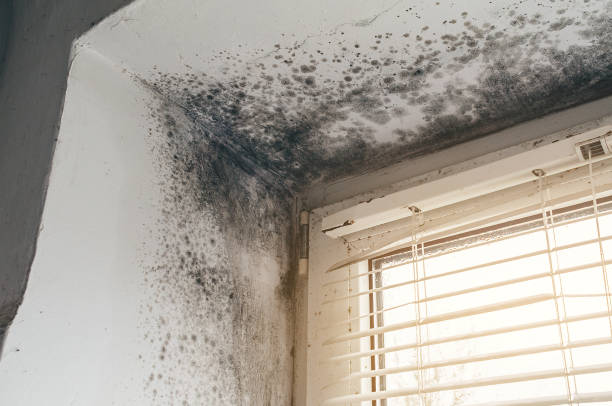 Affordable Basement Mold Remediation solutions in Somerset, TX