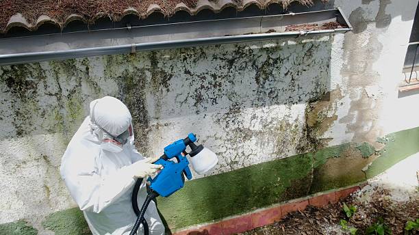 Top rated local Basement Mold Remediation specialists in Somerset, TX